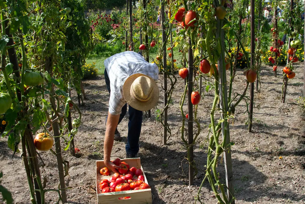 Person wearing a straw hat and plaid shirt harvesting ripe tomatoes in a garden, placing them into a wooden crate on the ground between rows of tomato plants.